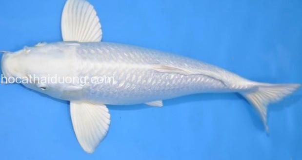 Ca-Koi-Platinum-Ogon