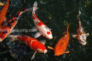 ca-chep-koi-nhat-ban