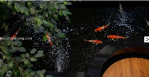 y-tuong-ho-ca-koi-nhat-dep-trong-nha-3