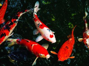 nuoi-ca-koi