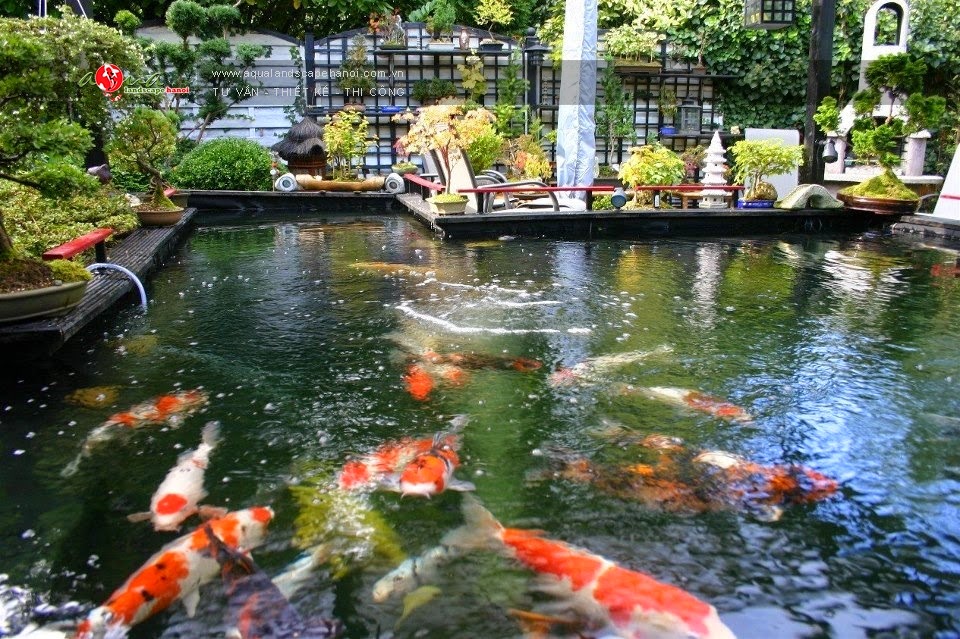 Ho-ca-koi-ngoai-troi