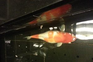 Dấu hiệu bệnh thận cá koi