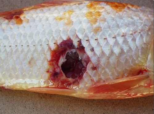Bệnh lỡ loát ở cá