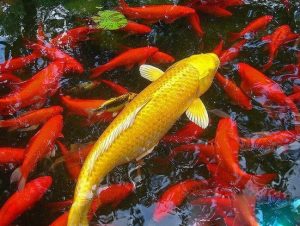 Giống cá koi có màu vàng kim