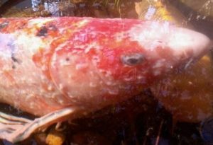 Bệnh vẩy trắng ở cá koi