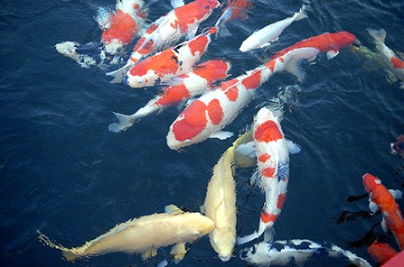 Khi chăm sóc cá koi, bạn phải giữ nước sạch sẽ