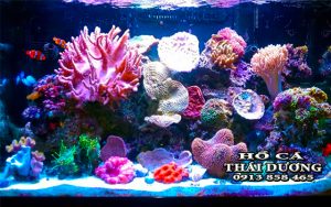 mau-ho-ca-bien-dep-ho-ca-thai-duong