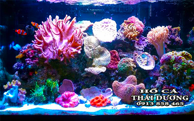 mau-ho-ca-bien-dep-ho-ca-thai-duong