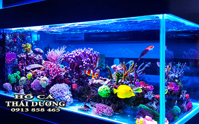 mau-ho-ca-bien-dep-nhat