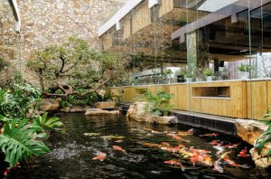 Hồ cá koi đẹp nhưng đơn giản