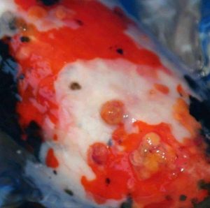 Dấu hiệu nhận biết của Hikui- một bệnh của cá koi