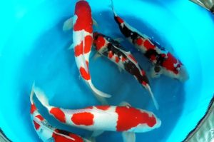 Giống cá koi Kohaku là giống thường gặp ở Việt Nam