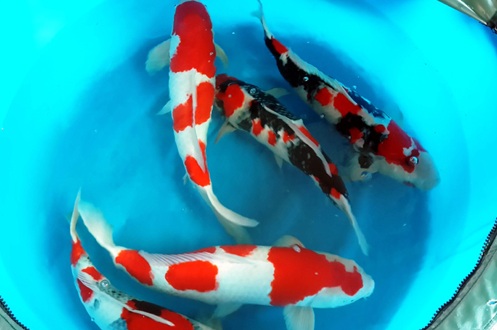 Giống cá koi Kohaku là giống thường gặp ở Việt Nam