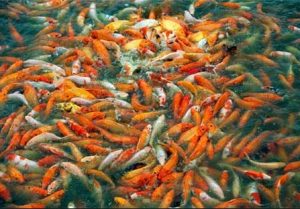 Đàn cá koi khỏe mạnh và ít bệnh