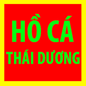 Thiết kế hồ cá koi mini, ngoài trời, sân thượng Thiết kế hồ cá koi mini, ngoài trời, sân thượng