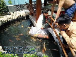 thiet-ke-ho-ca-koi-hoc-mon