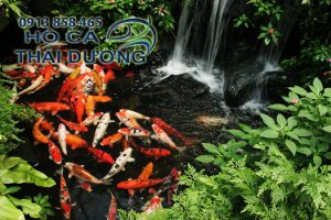 cải tạo lọc hồ cá koi