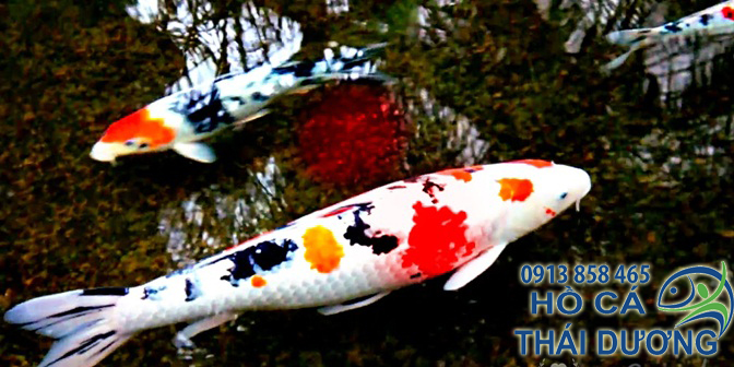 cai-tao-loc-ho-ca-koi