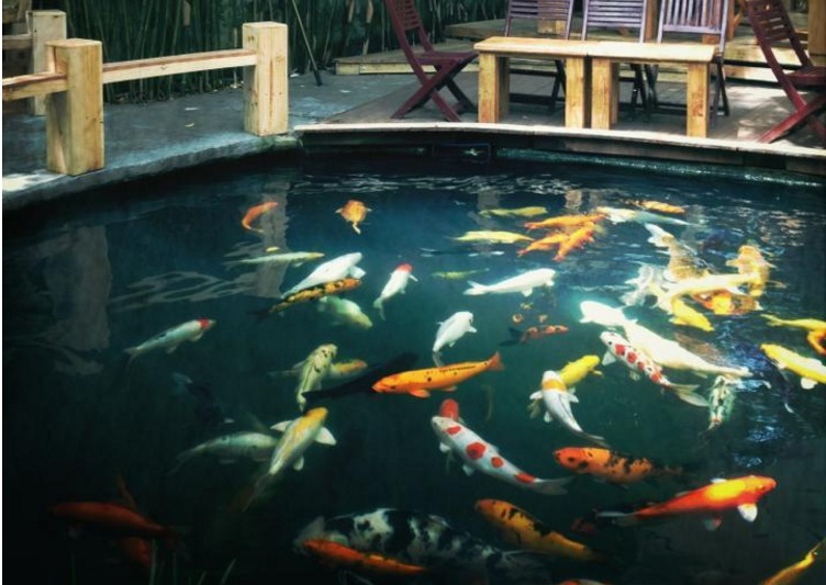 thiết kế hồ cá koi tại đà nẵng