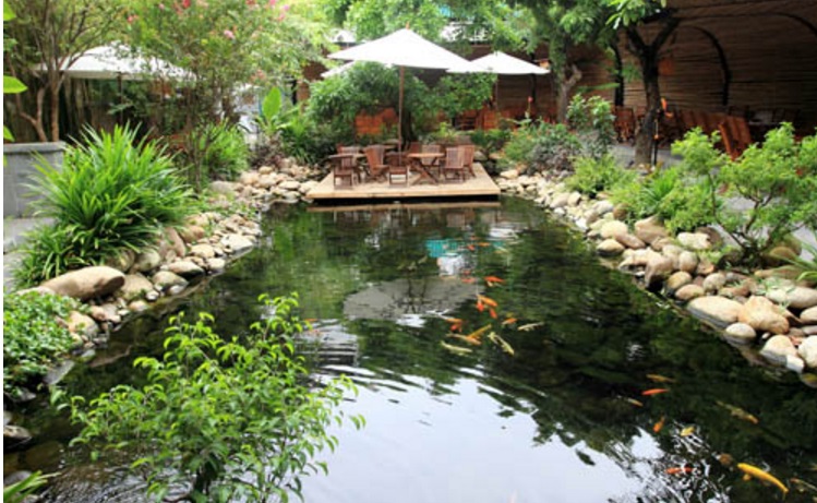 làm hồ cá koi tại đà nẵng